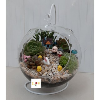 Tiểu cảnh sen đá - Khu vườn nhỏ