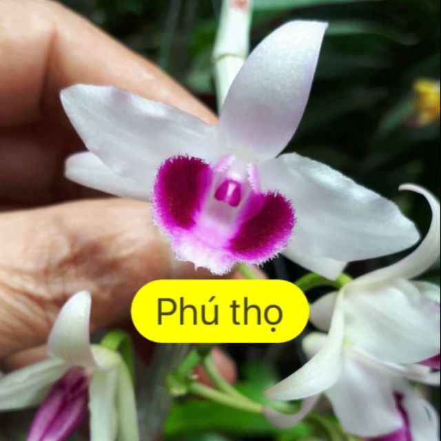 Hoa phong lan phi điệp ám phú thọ