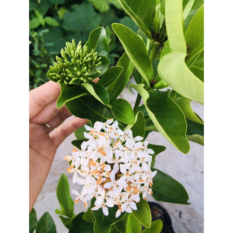 Bông trang trắng lá trung