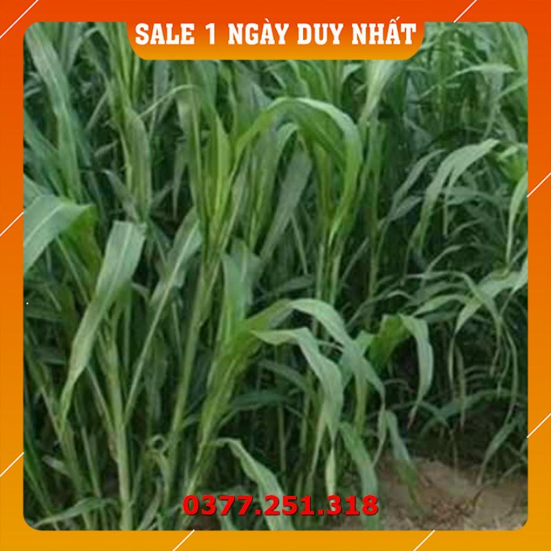 Hạt Giống Cỏ Voi Lai Không Lông Lá Mềm Năng Suất Cao Gói 500g - Cỏ Cao Lương, Cỏ Chăn Nuôi Trâu, Bò, Dê, Ngựa
