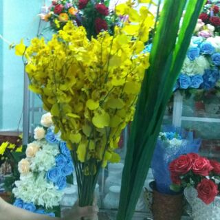 Lan Vũ Nữ cao cấp giống thật 100%