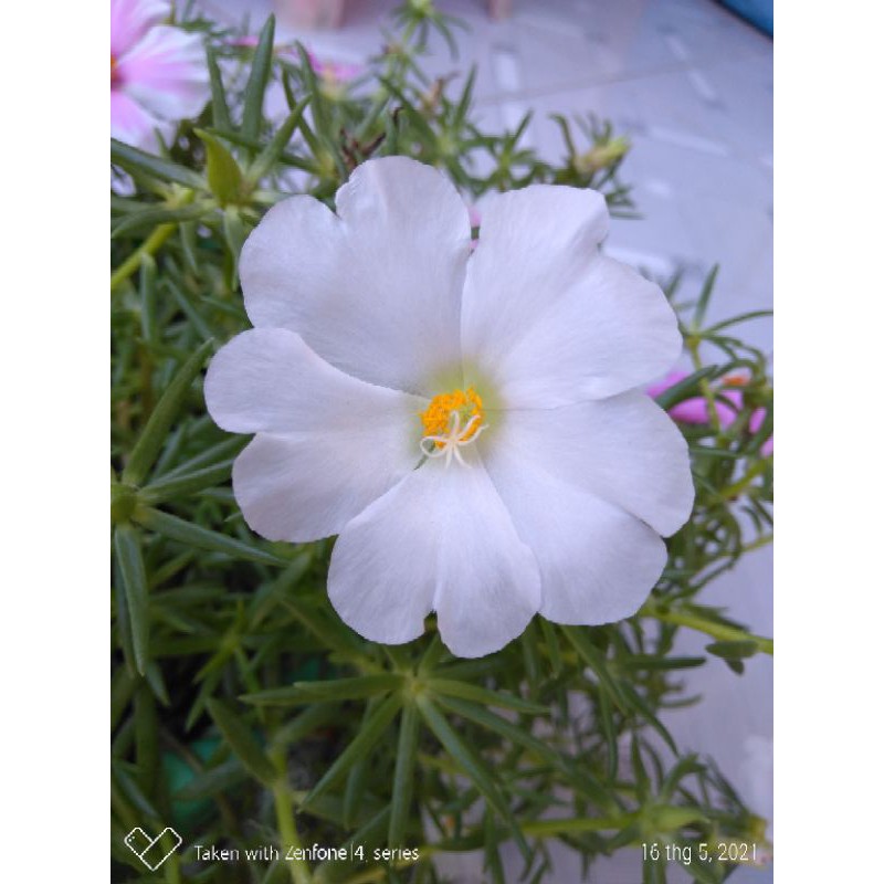 Cây hoa mười giờ mỹ bông đơn cực to cực đẹp mix 3 màu tím,hồng, trắng , phớt hồng