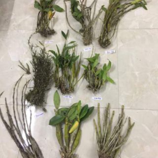 Combo theo yêu cầu của khách