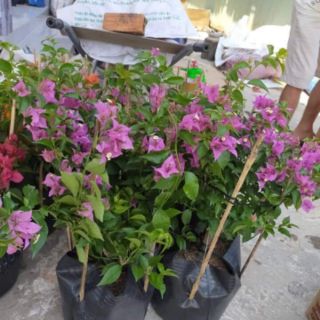 Cây 🌲 hoa giấy Vạn Hoa Lầu... đang hoa