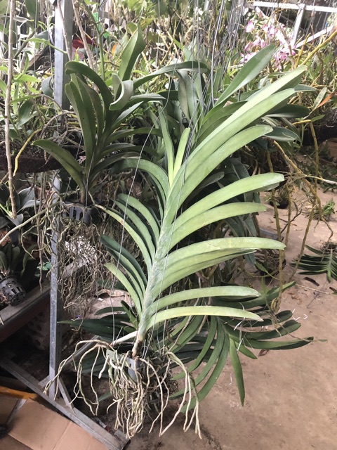 Phong lan vanda đủ màu