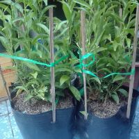 Cây hoa dạ lý hương