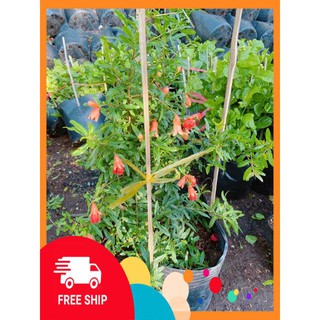 Cây Lựu Cho Sai Trái