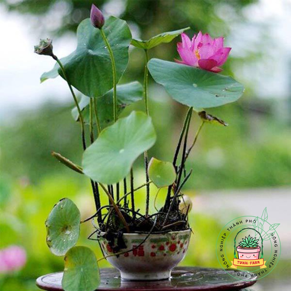 Hạt giống Sen Nhật Mini (Hàng Chọn Tốt) - Đã Cắt Đầu - (Tự Chọn Màu) - Bao nảy mầm (Quy cách 1 hạt)