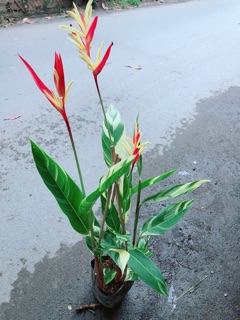 Chuối Mỏ Két Size Lớn