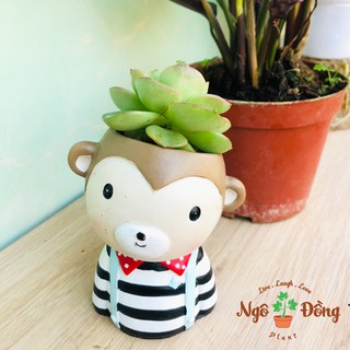 Chậu Cây Cảnh Mini Hình Con Khỉ Dễ Thương Trồng Cây Xương Rồng Sen Đá Để Bàn Làm Việc Học Tập