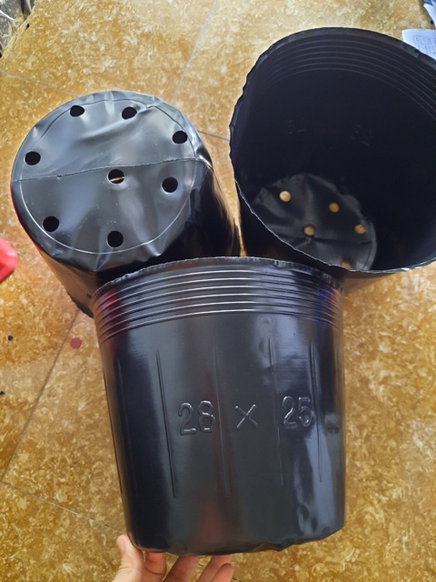 1kg chậu ươm cây chọn size