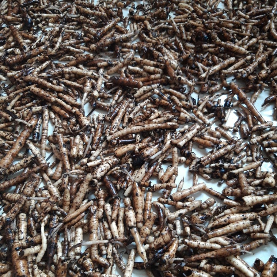03 Kg Tiên mao - sâm cau đen (Hàng tươi, rửa sạch)