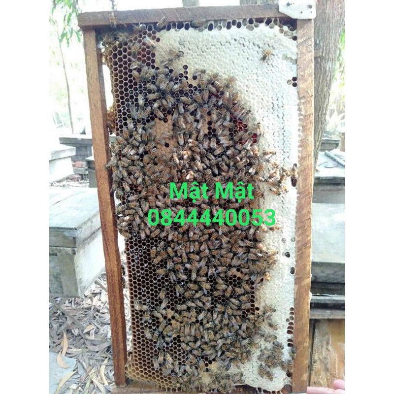 1 lít mật ong tràm Long An | BigBuy360 - bigbuy360.vn