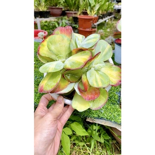 sen đá bươm bướm sz 20cm