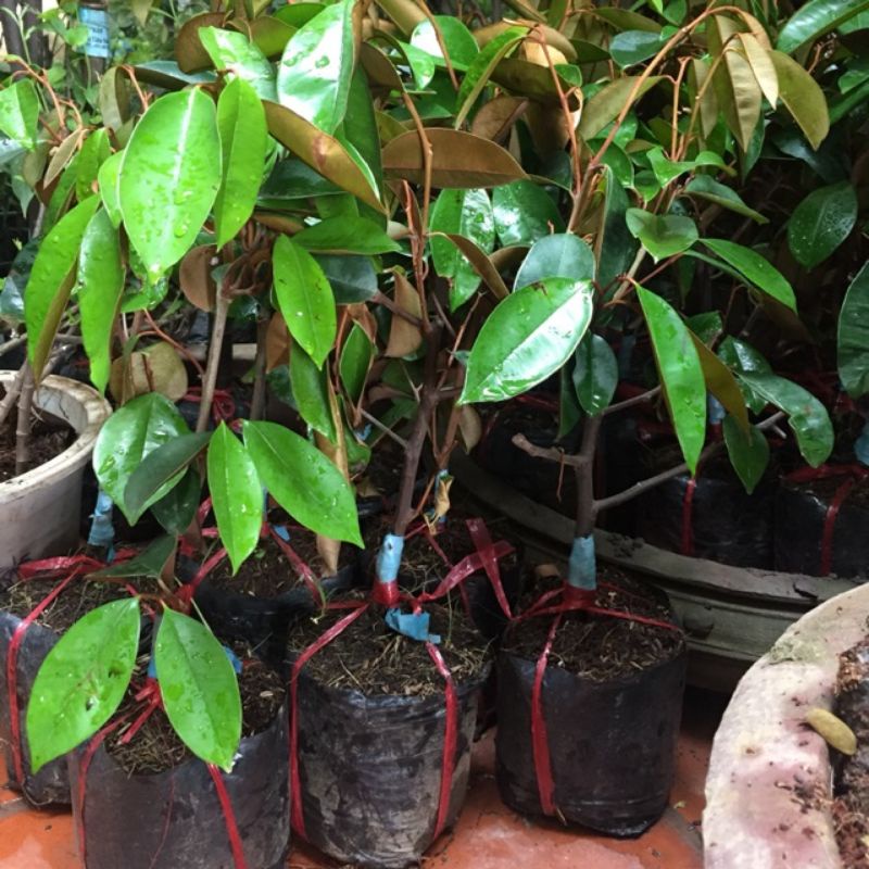 vú sữa mica, vú sữa lò rèn  (cây giống ghép)