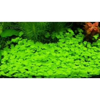 Hạt giống thủy sinh (Cây Cỏ Trái Tim)