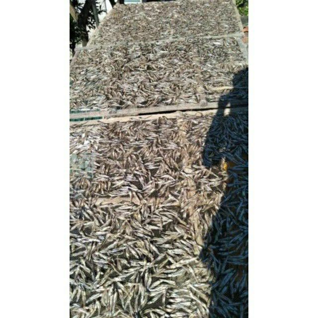 🎁🎁 1kg CÁ CƠM SĂN _ Cá cơm xăng _ Cá cơm khô Nha Trang