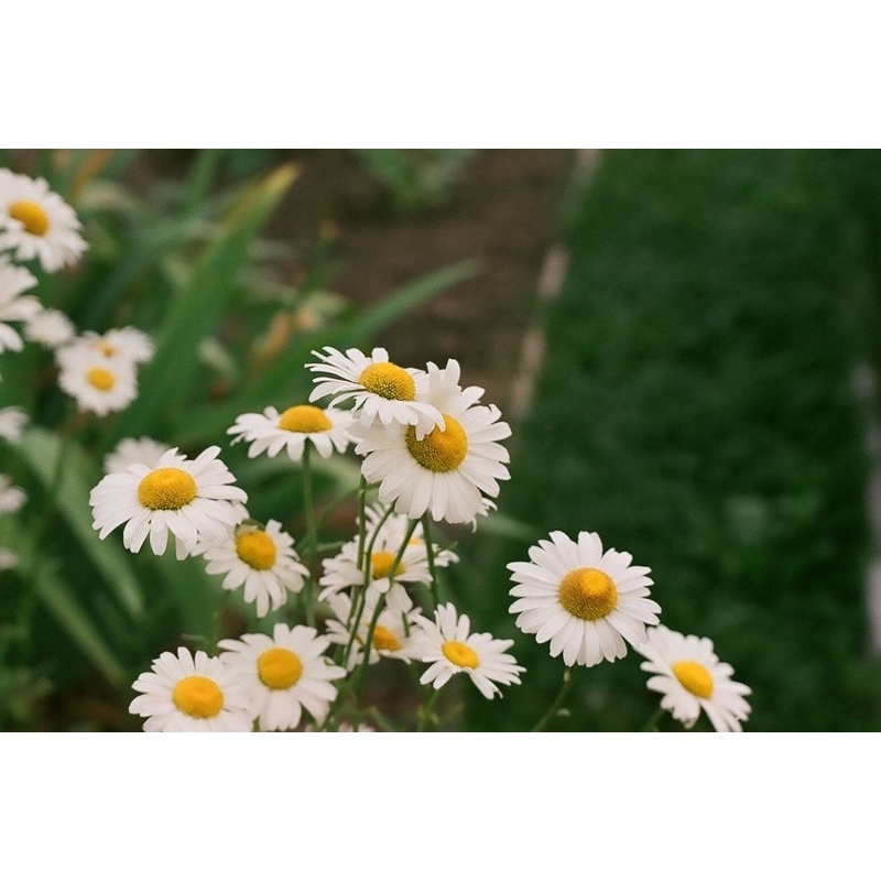 MÁY ẢNH FILM OLYMPUS IS-10 SUPER DLX + LENS AF ZOOM 28-110MM F/4.5-5.6