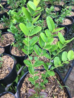 CÂY SIRÔ LÀM NƯỚC UỐNG