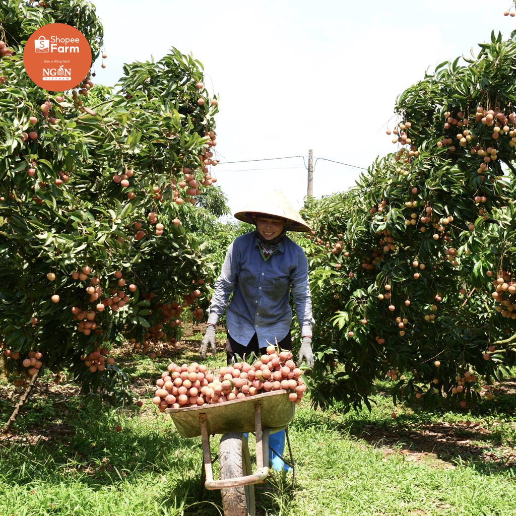 [HN] 1kg VIP PRO Vải thiều Lục Ngạn tiến vua thượng hạng ngọt sắc thơm mọng | BigBuy360 - bigbuy360.vn