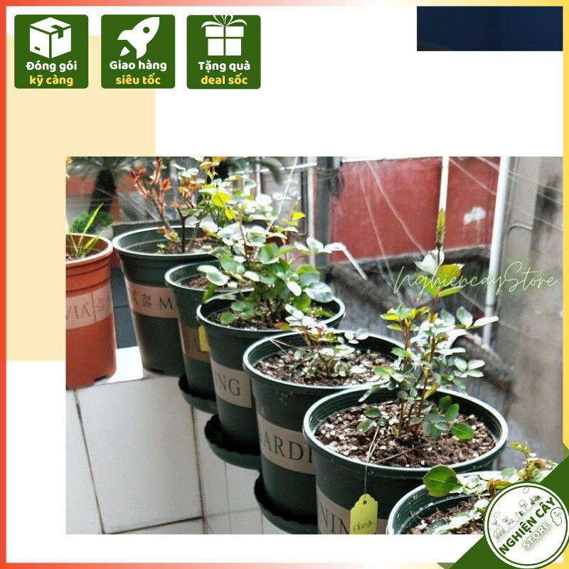 Chậu nhựa Gardening kèm đĩa lót trồng hoa, cây cảnh cỡ nhỏ đến trung bình