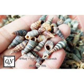Vỏ ốc biển cỡ nhỏ