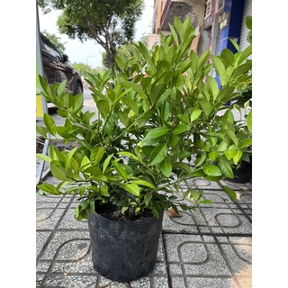 Cây Chanh ăn lá, cây to gốc khoẻ