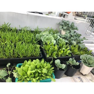 bộ 4 khay chậu nhựa trồng rau thông minh