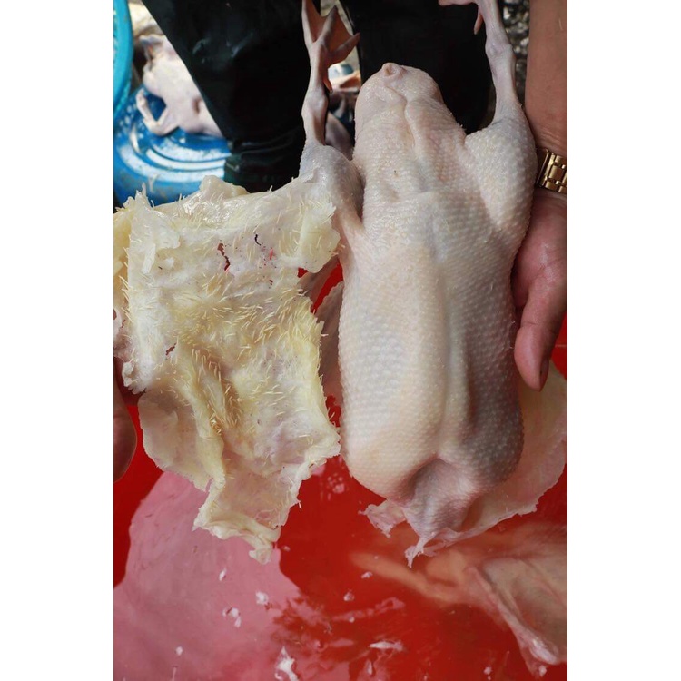 SÁP Làm Lông Gà Vịt , lu quay vịt gà ,giadungdoci
