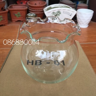 Bể cá, bình cá thuỷ tinh miệng bèo để bàn