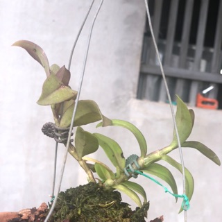 phi điệp thân nù - tím - xanh sạch đẹp