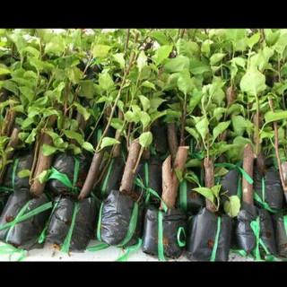 Combo 20 cây giống hoa giấy
