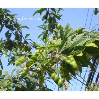 Hạt giống cây đậu săng (đậu chiều) { 20gram/gói }