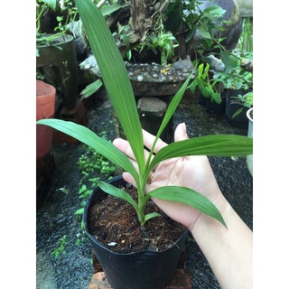Địa lan chu đỉnh tím