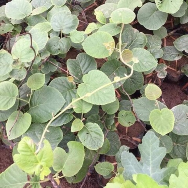 Cây giống Kiwi
