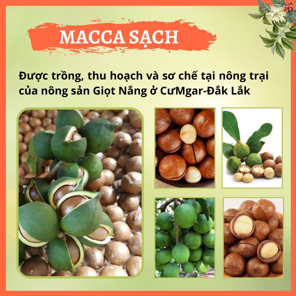 hạt macca nứt vỏ mắc ca Đăk Lăk sấy lạnh quả dễ tách giá tận xưởng giàu dinh dưỡng cho Mẹ Bầu hộp 500g từ GIỌT NẮNG