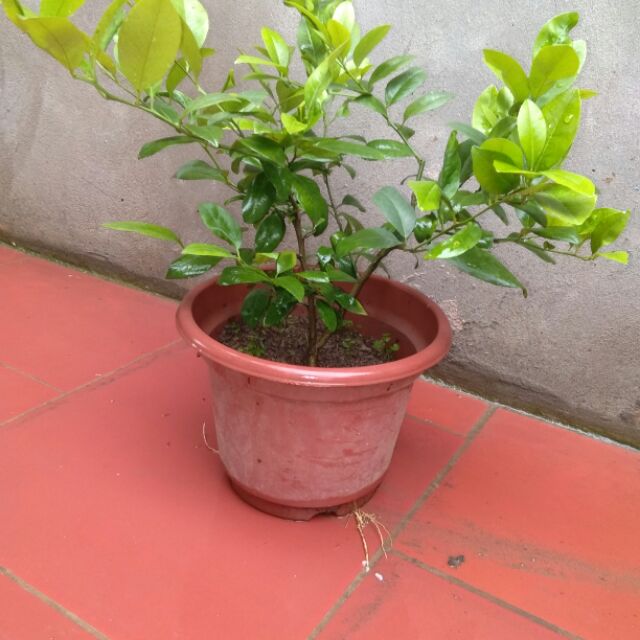 CHANH TA ( CHANH BẮC)