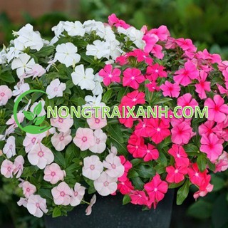 30h - hạt giống hoa dừa cạn đứng lùn mix nhiều màu