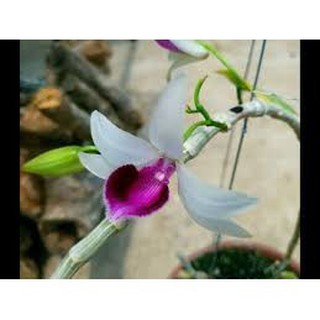 PHI ĐIỆP 5CT LÂM XUNG