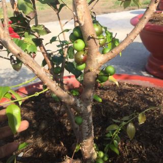 Cây nho thân gỗ tứ quý chuẩn