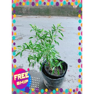 Bụi Ớt Hiểm Trái Lớn