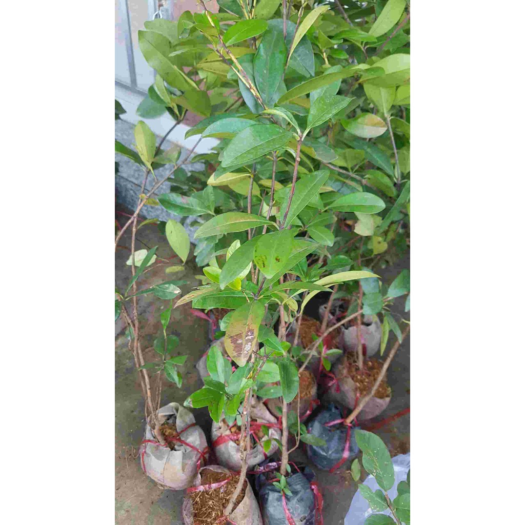 Cậy Giống - Cây Cherry Nhiệt Đới Cao Khoảng 70cm - Giống Bên Tre Siêu Sai Quả