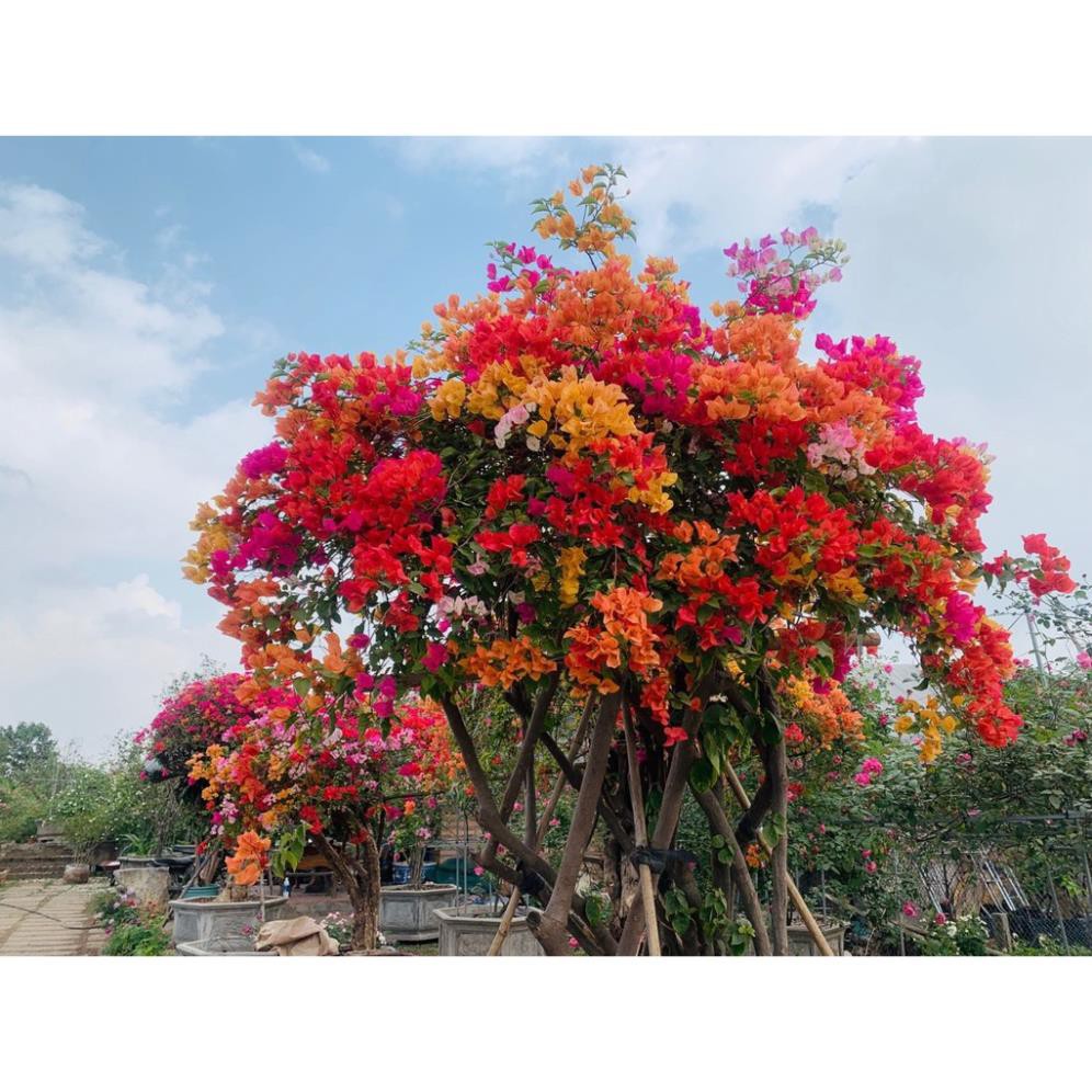 CÂY GIỐNG HOA GIẤY NGŨ SẮC