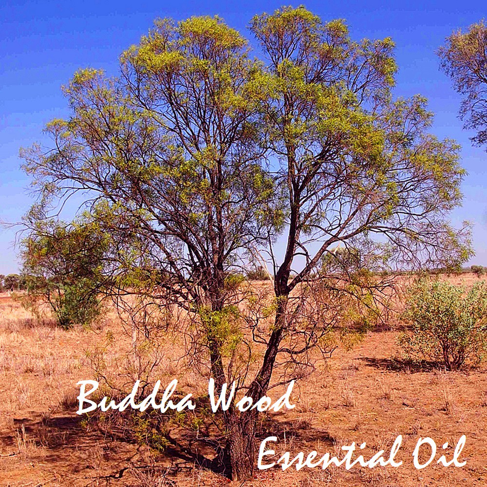 Tinh dầu gỗ Phật Buddha Wood Essential Oil