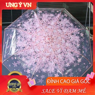 Dù trong suốt hoa anh đào