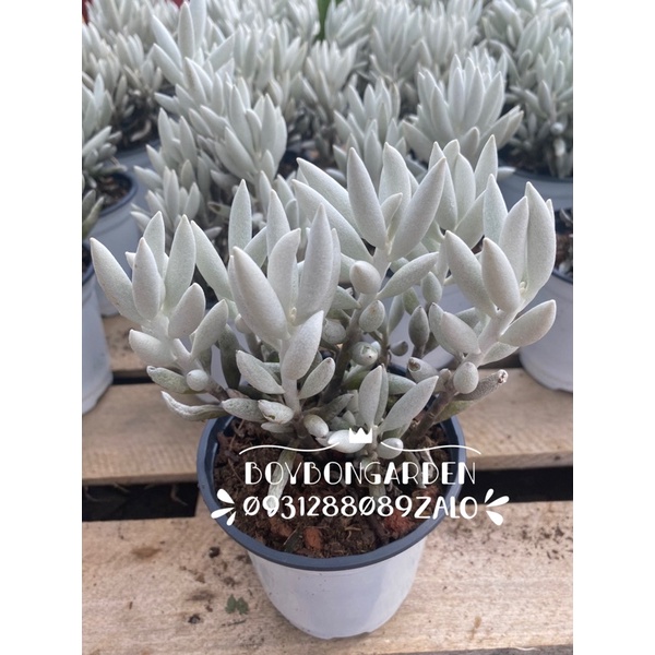 ❤ [FreeShip] ✈ [Có sẵn]