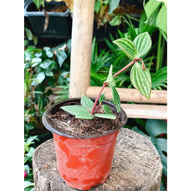 Cây giống Peperomia puteolata Parallel (Cây Song Song) chậu nhựa 8cm