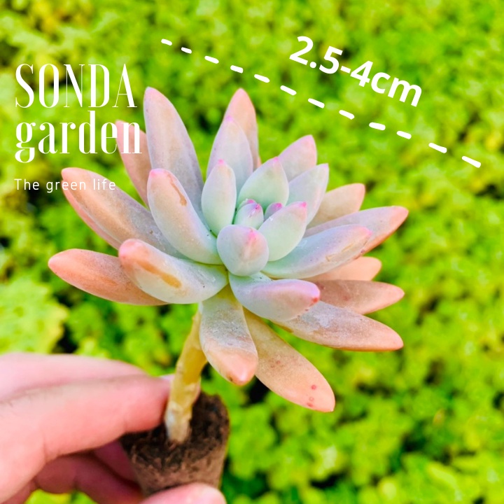 Sen đá pha lê tím cổ thụ SONDA GARDEN size mini 2.5-4cm, xuất xứ Đà Lạt, khoẻ đẹp, lỗi 1 đổi 1