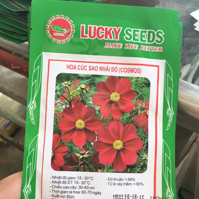 Hoa cúc sao nhái đỏ