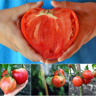 50H - HẠT GIỐNG CÀ CHUA TRÁI TIM ĐỎ